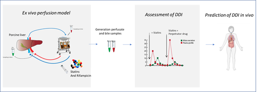 Ex vivo porcine liver perfusion to study drug pharmacokinetics 