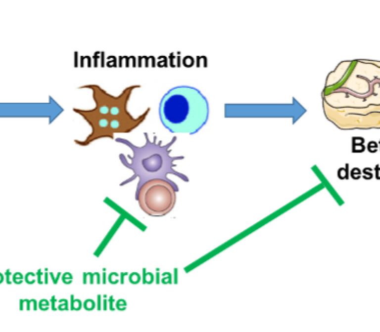 Gut microbes can help fight type 1 diabetes