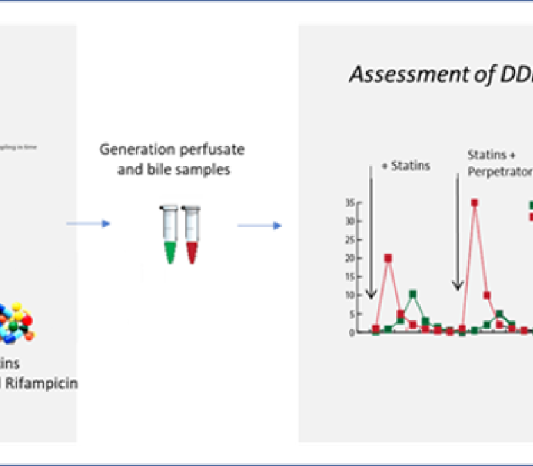 Ex vivo porcine liver perfusion to study drug pharmacokinetics 