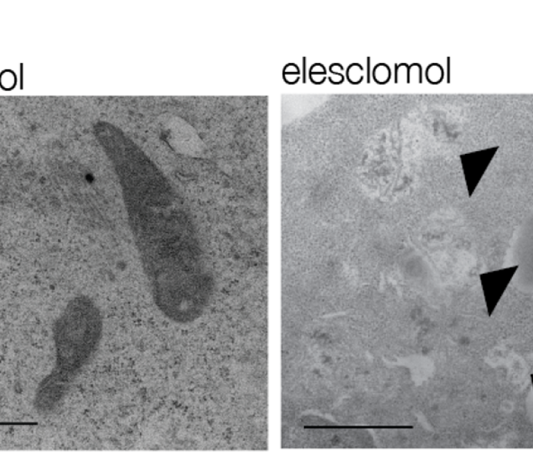 Control_elesclomol