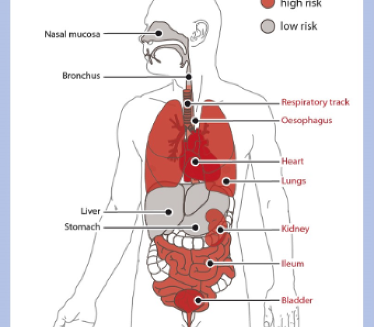 RNA-based therapy to protect lungs and kidney to coronavirus infections