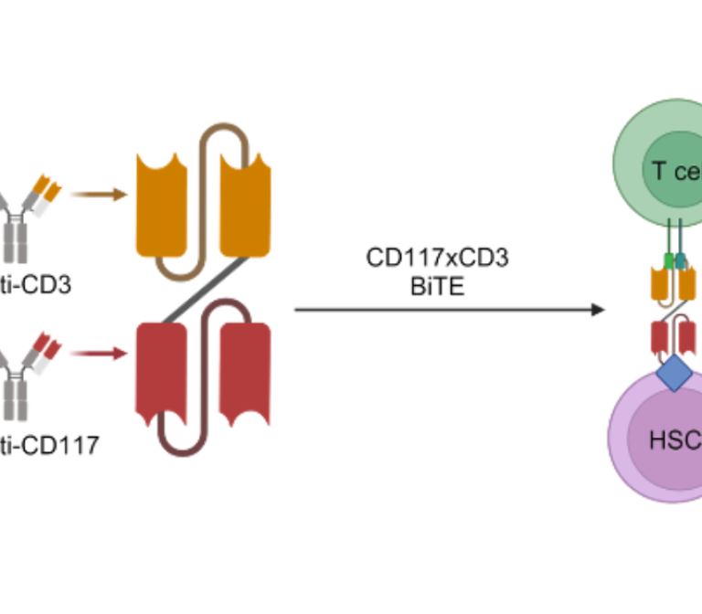 Optimization and preclinical testing of PR004384-anti-CD117xCD3-BiTE