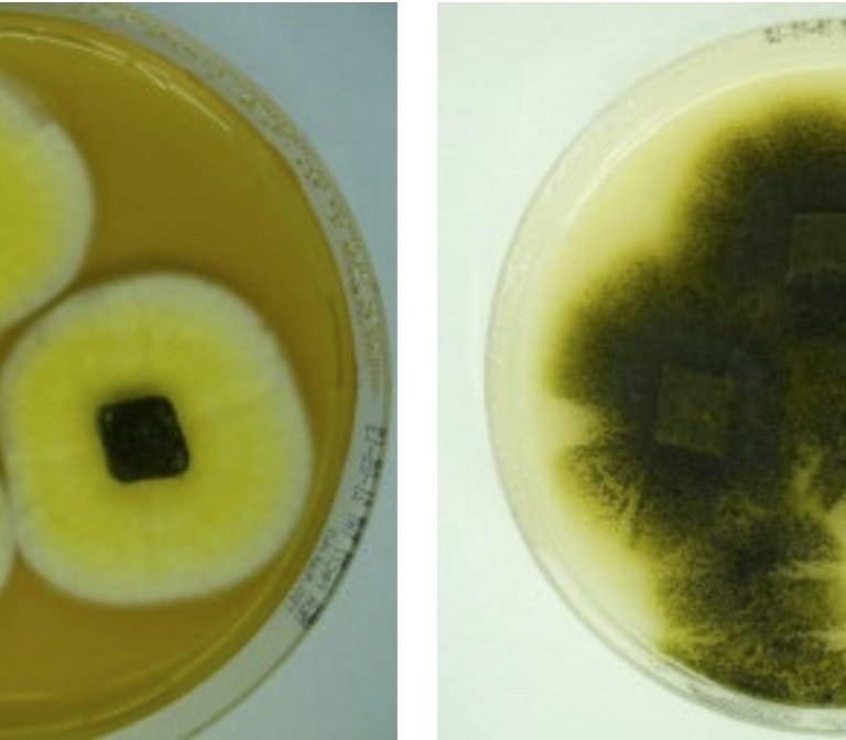 Two examples of fungi growing on agar plates