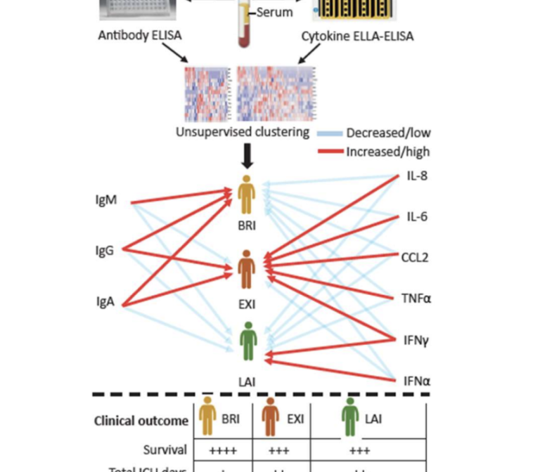 The immune system reaction to COVID-19